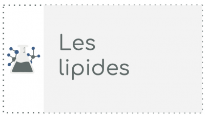 B4 - Les lipides