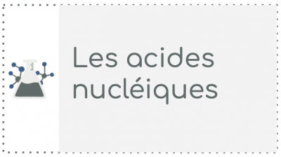 B6 - Les acides nucléiques