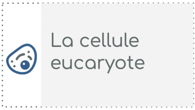 K1 - La cellule eucaryote