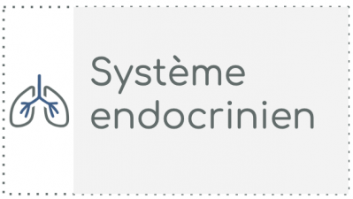S1 - Système endocrinien