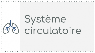 S2 - Système circulatoire