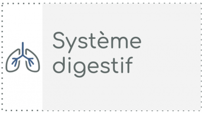 S3 - Système digestif