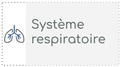 S4 - Le système respiratoire